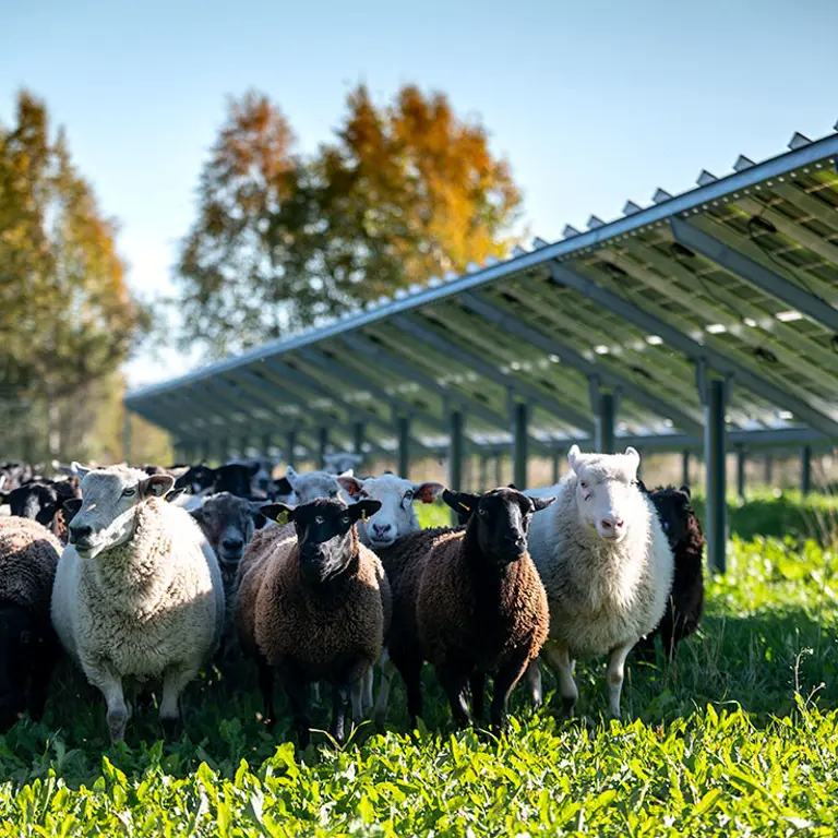 Flock med vita och svarta får. Står på en äng bredvid solcellspaneler
