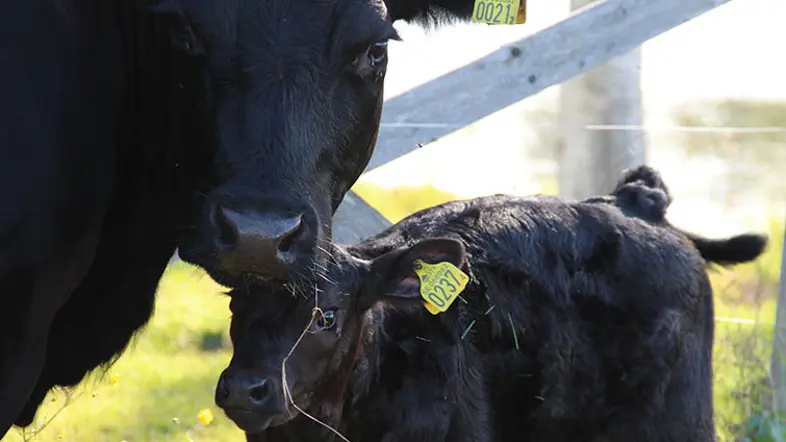 Solen ger energi till lantbruket