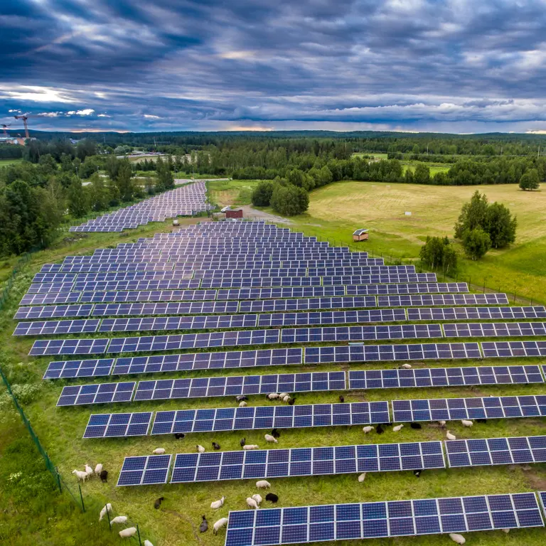 LE Får High Res 0018