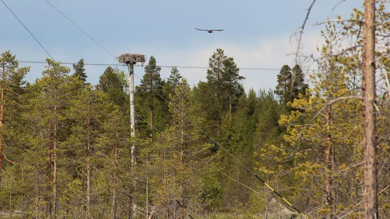 Fiskgjuse byggde bo i elstolpe