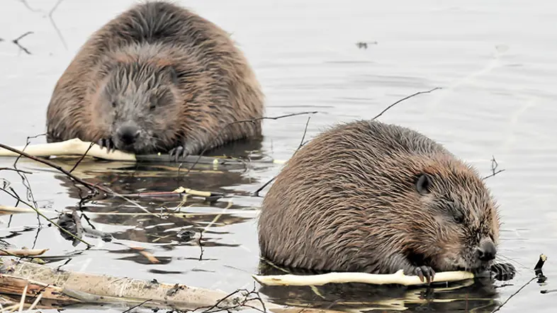 Bävrar bovar i dramat