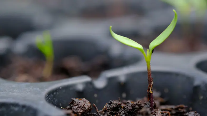 Odla med hjälp av restvärme från samhället